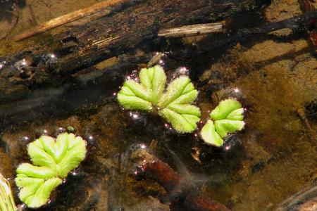 corrado riccio 苔类  浮苔(Ricciocarpus natans)  