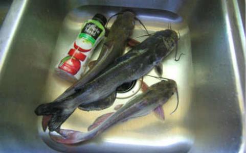 钓大鲶鱼绝杀方法 传统懒汉钓鲶鱼法