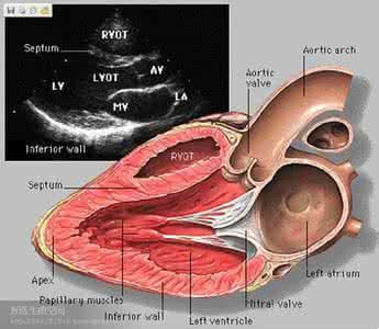 心脏超声标准切面 心脏检查标准切面