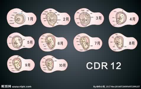 胎儿发育40周全过程 胎儿发育全过程图组图
