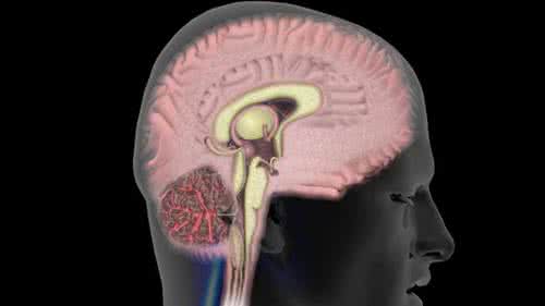 人类脑容量 爱情存在人类诞生前：脑容量进化有助爱情滋长爱情