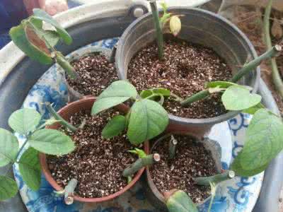 家庭养花大全 【养花图解】一批图教你《家庭养花播种换盆扦插技术大全》让你成为家庭养花高手！