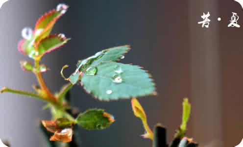 苦夏的症状 苦夏怎么办 苦夏的症状有哪些