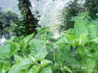 抗癌野菜 盘点具有抗癌作用的野菜