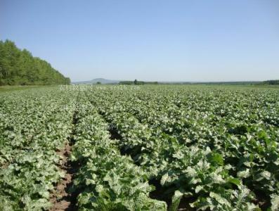 水飞蓟价格 水飞蓟 水飞蓟栽培技术