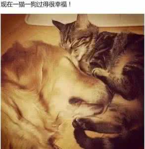 捡小猫回家有忌讳吗 捡了只小猫回家，汪一把拥入怀里，原来之前...