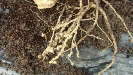 治根结线虫最好的药 线虫病