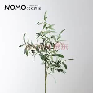 和平橄榄枝 和平橄榄枝 世界和平胜利之花 橄榄花的介绍与养殖方法