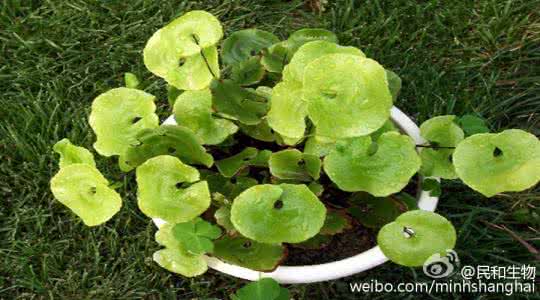 钙对植物的作用 钙对植物到底有多重要