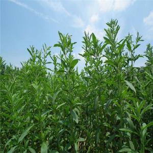 甜叶菊 甜叶菊 甜叶菊资料