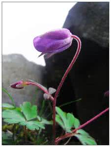 君子慎为善杨朱 慎为善