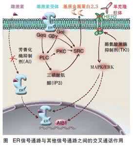 乳腺癌her 2表达水平 CD29和EGFR在乳腺癌中的表达及临床意义
