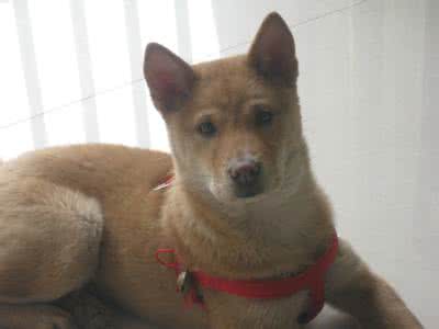 柴犬是不是土狗 柴犬 土狗 柴犬是不是土狗？