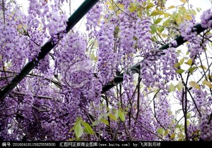 紫藤花 紫藤花 紫藤花