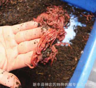 蚯蚓活体可以发快递吗 用蚯蚓活体钓鱼的架桥
