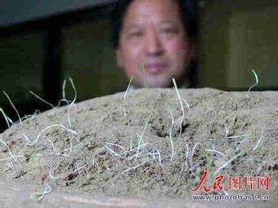 古墓出土红楼梦真迹 东汉古墓出土种子 历经近2千年又发芽