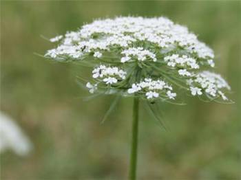 花儿与少年滑翔伞 羽毛叶伞样花儿，皮肤湿疹就寻它