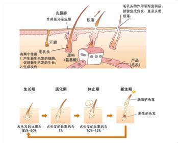种植头发会脱落吗 种植头发会脱落吗 阴毛种植牢固吗?会脱落吗?