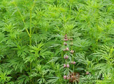益母草的副作用是什么 益母草的副作用 益母草如何食用