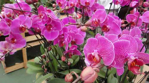 冬季什么花开 冬季，让宝宝少跑医院的10个护理技巧！拾月花开！