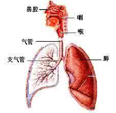 急性呼吸衰竭 急性呼吸衰竭 急性呼吸衰竭有什么症状