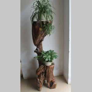 梦中女神典藏精品安琪 【精品典藏】哪些植物适于室内栽植