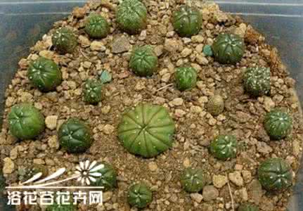 仙人球的移植 仙人球的移植方法(图)