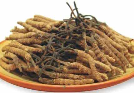 麦角菌科 冬虫夏草(冬虫草)【麦角菌科】