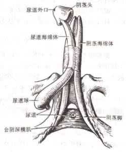 阴茎突然变小变细 尺寸误区 又细又小的阴茎好吗