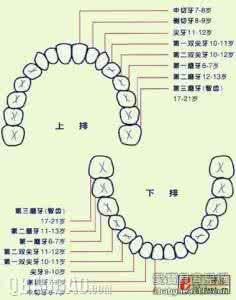 宝宝换牙顺序图 ​宝宝换牙顺序和时间