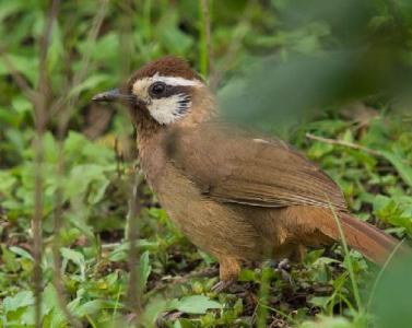 白眉噪鹛 白眉噪鹛 黑领噪眉吃蝉蛹吗？