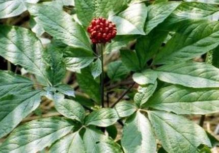 人工种植人参营养价值 人工种植人参营养价值 人参的功效与作用及食用方法_人参的营养价值