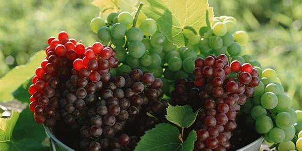 肠胃不好能吃葡萄吗 葡萄营养好 养肠胃还利于睡眠