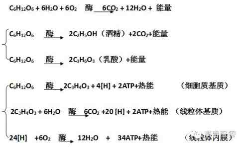 高中生物方程式 重点丨高中生物所有反应方程式大总结!
