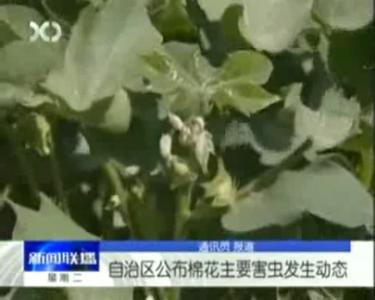 棉花主要病虫害 棉花主要病虫害的发生与防治研究