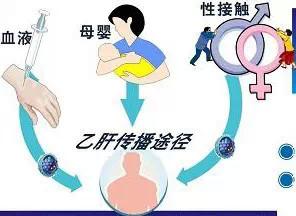 跟乙肝病毒携带者接吻 共餐、握手、接吻会传播乙肝病毒吗？