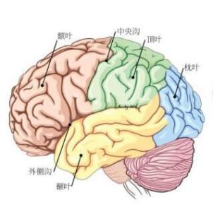 颞叶羊角风的症状 颞叶癫痫 颞叶癫痫的症状表现