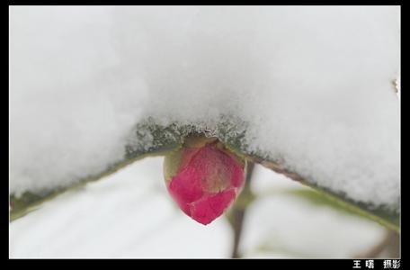 美文欣赏 今夜的风声,别划伤雪地的思念【美文欣赏】