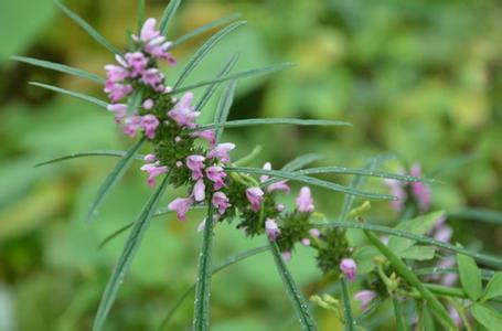 益母草可以治疗痛经吗 益母草可以治疗痛经吗 益母草可以治疗什么疾病