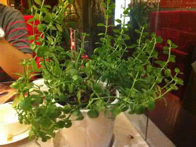 粽叶是什么植物的叶子 植物 什么是植物