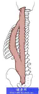 竖脊肌的锻炼方法 竖 竖脊肌的位置及如何锻炼方法大全