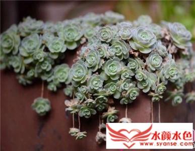 多肉植物种植方法 多肉植物种植方法(图文)