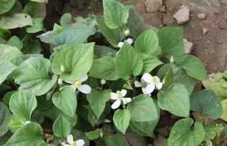 吃完折耳根不能吃什么 为啥人人都爱吃折耳根？因为这“救命草”的强大作用是。。。