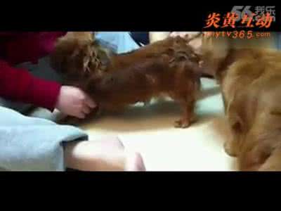 妇女与猩猩性行为视频 妇女与猩猩性行为视频 “做爱”与“性行为”有何区别？