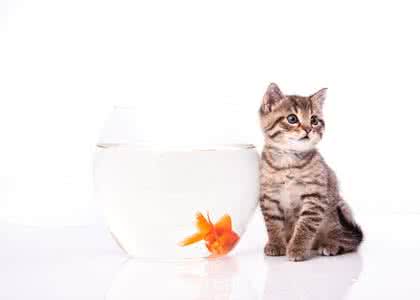 网购宠物猫 宠物猫饮食禁忌