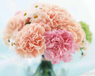 母亲节送几朵康乃馨 母亲节为什么要送康乃馨？母亲节除了康乃馨还能送什么花？