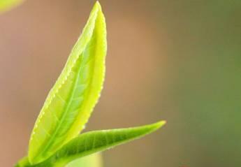 一本书搞懂龙头股战法 早春、头采、雨前……没搞懂这些就追春茶，你是关爱骗子协会的吗？