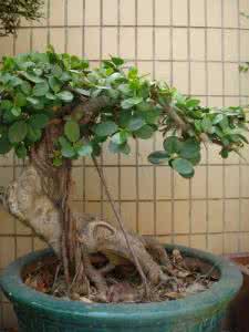 细叶榕嫁接 人参榕嫁接的那些事