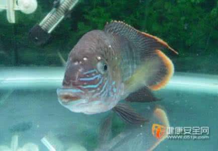 观赏鱼之家水族zadull 皇冠鱼 观赏鱼之家zadull水族红尾皇冠鱼雌雄鉴别
