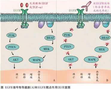 结直肠癌预防 叶酸可用于结直肠癌一级预防